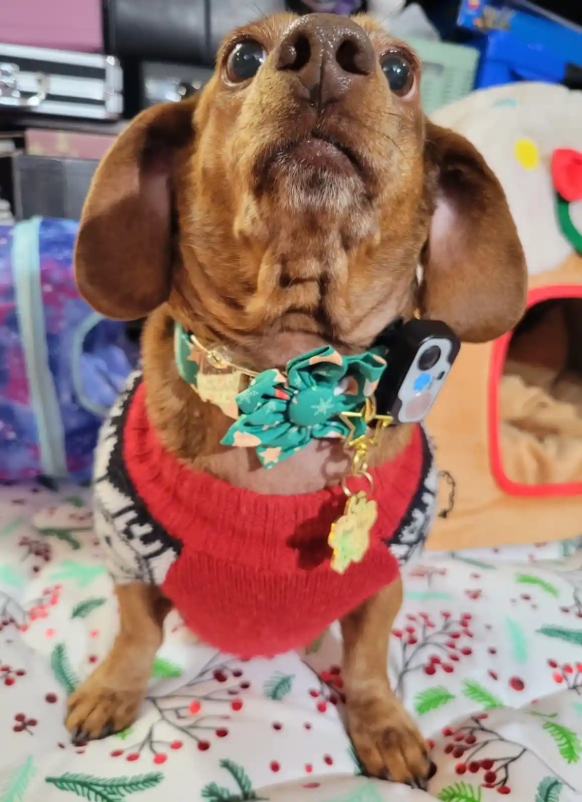A brown dachshund wearing a red sweater and a green bow tie looks upward with wide, expressive eyes. The dog's collar has a…