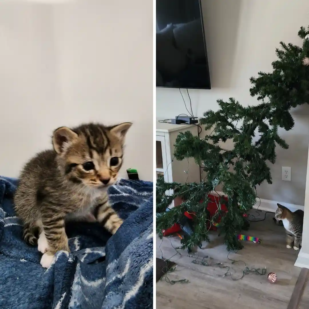 A split image shows a small tabby kitten looking innocent on a blue blanket on the left, and on the right, the same kitten…
