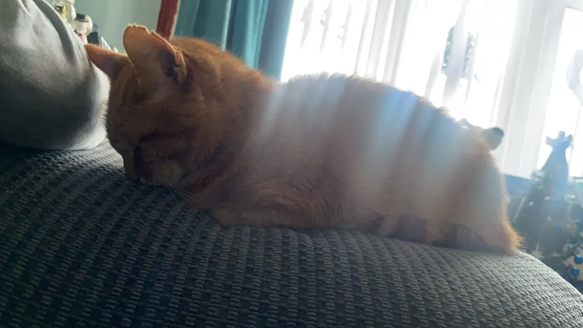 An orange tabby cat is curled up and sleeping soundly on a dark gray textured couch cushion, with bright sunlight streaming…