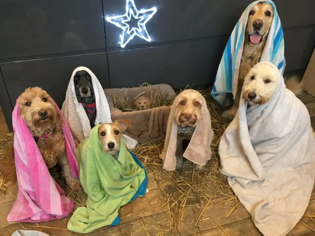 Several dogs are arranged on a floor covered in straw, each wrapped in a towel like figures in a nativity scene. One small…