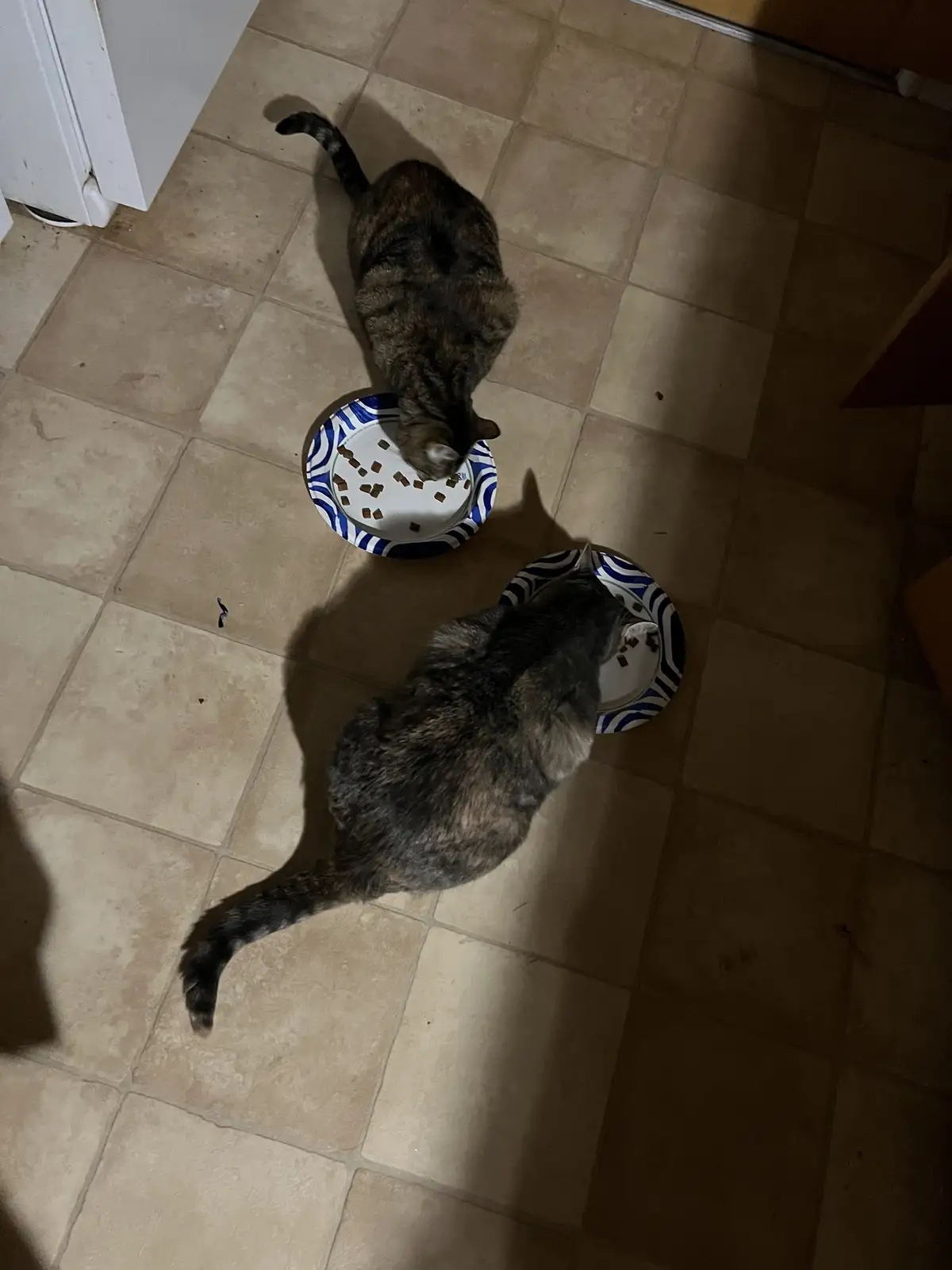 Two tabby cats are seen from above, each eating dry kibble from their own blue-and-white patterned bowl on a beige tiled…