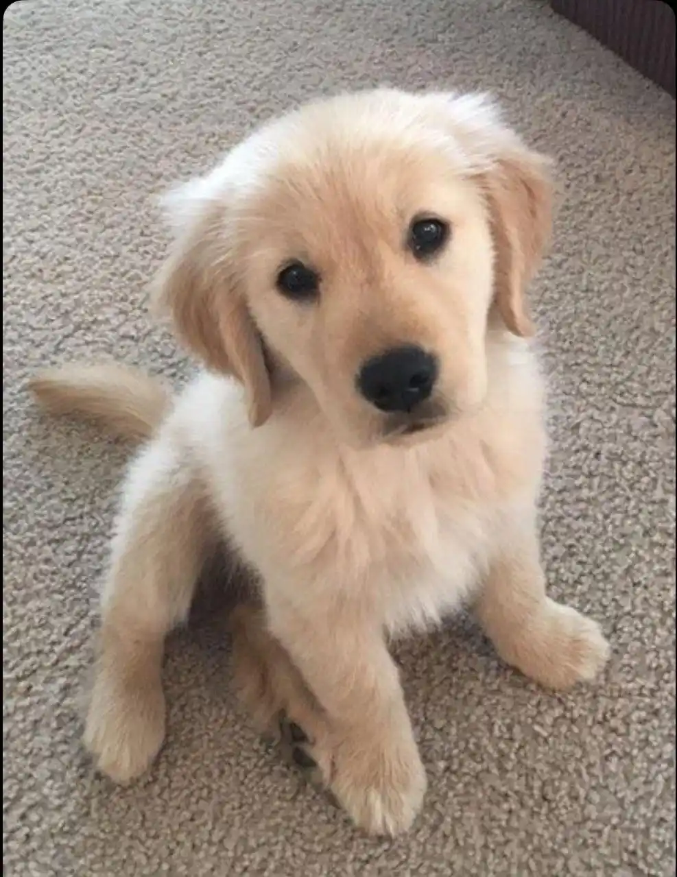 A small, fluffy golden retriever puppy with big dark eyes sits on a beige carpet, looking directly at the camera with an…