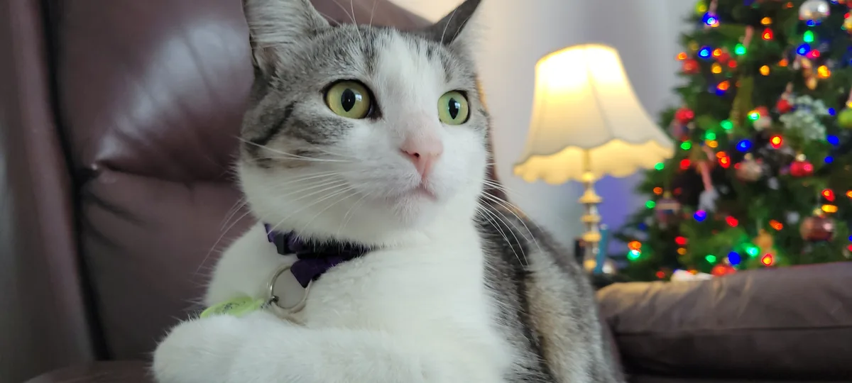 A Whimsical Cat Posing in Front of a Festive Christmas Tree
