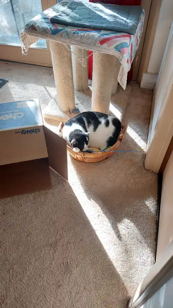 A black and white cat is curled up sleeping inside a wicker basket on a carpeted floor, with a cat tree and a Chewy.com…
