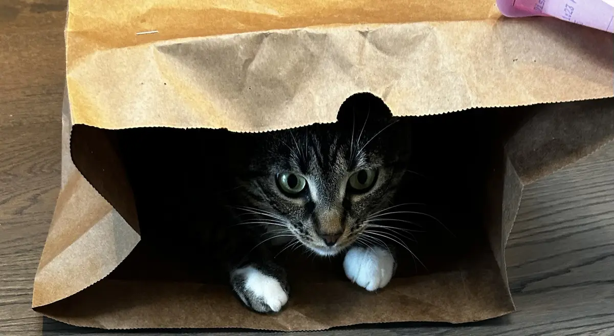 A tabby cat with green eyes and white paws peeks out from inside a brown paper bag, looking directly at the camera with a…