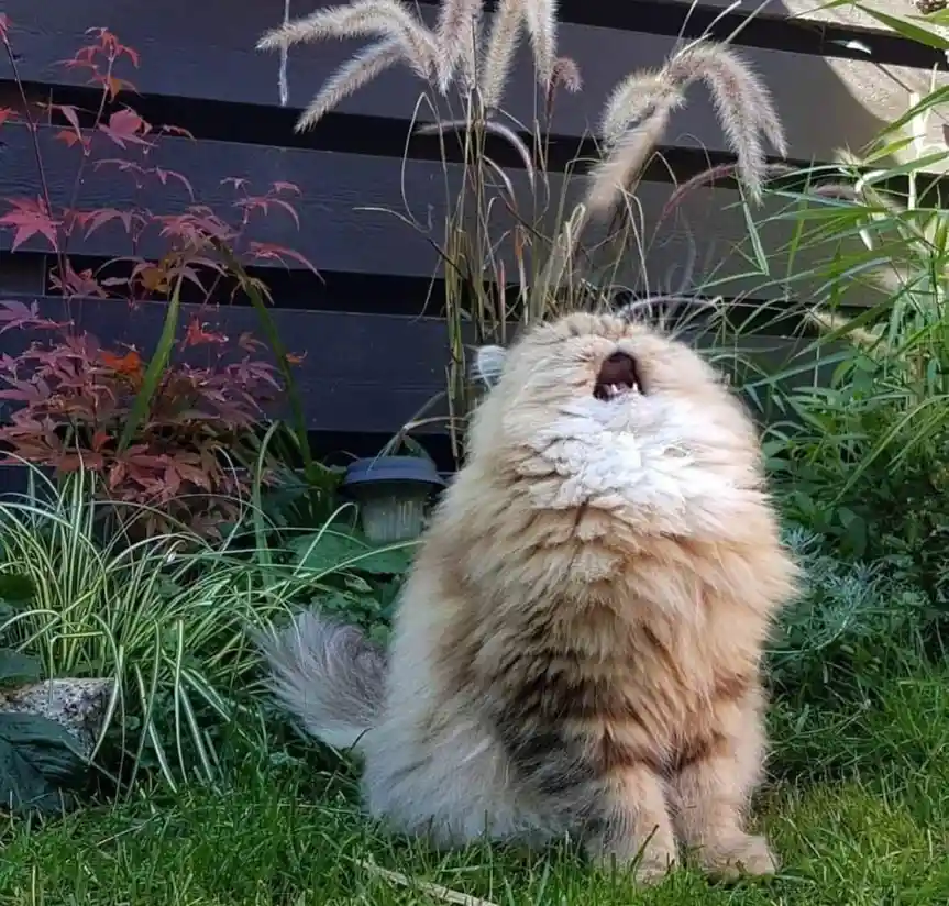 a fluffy, light-brown cat sits on green grass outdoors, mouth wide open as if yelling, surrounded by tall ornamental grasses…