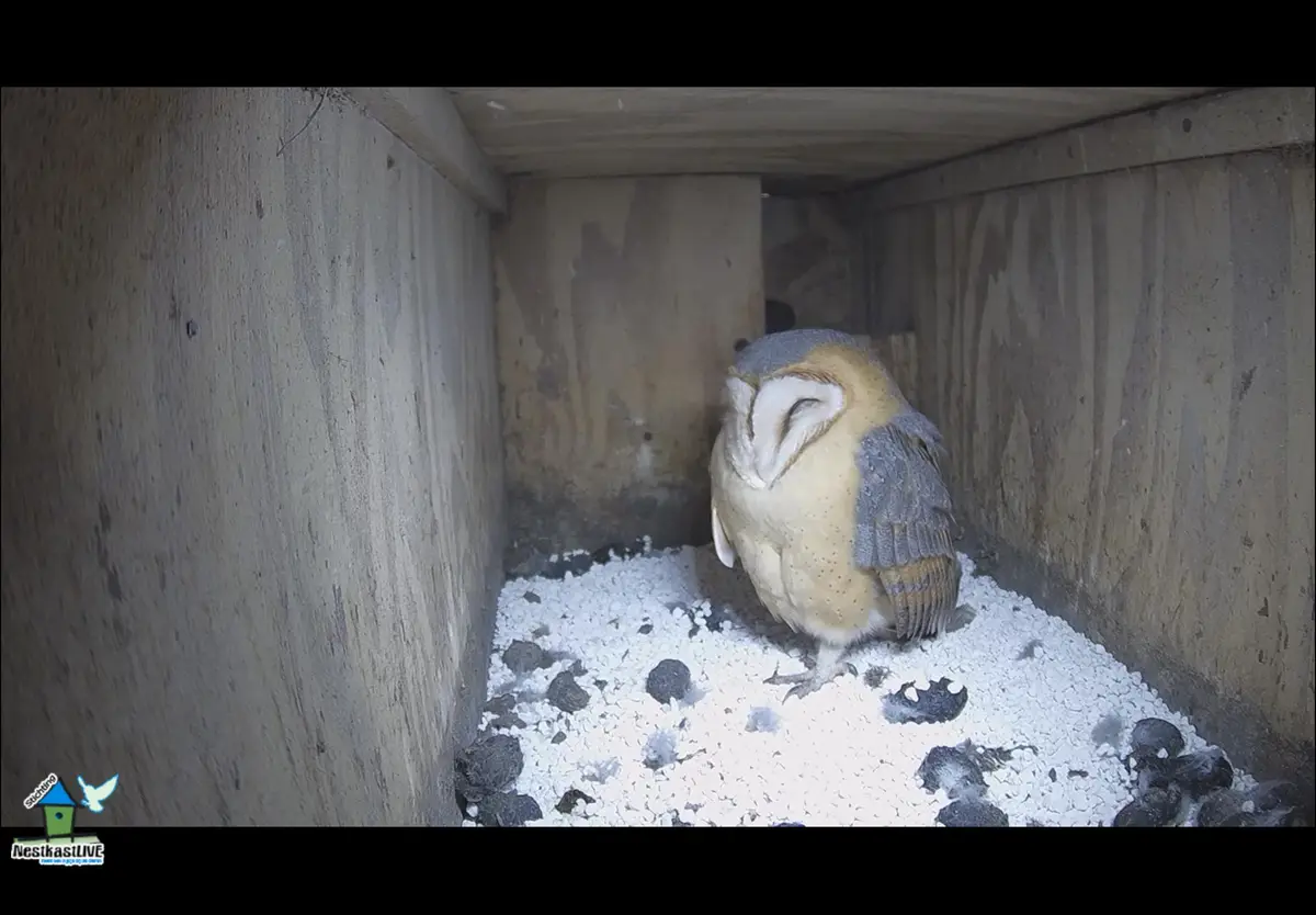A barn owl is shown in a wooden nesting box, standing on white gravel with dark droppings scattered around. The owl is…