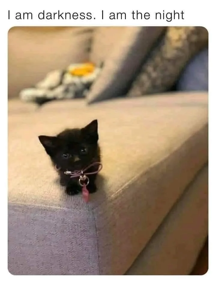 A small black kitten with wide, dark eyes sits on the corner of a light-colored couch, wearing a pink collar with a tag. The…