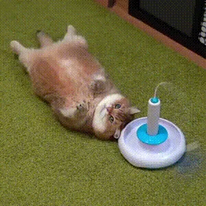 A sequence of six images shows a fluffy, long-haired cat interacting with a blue and white cat toy on green carpet. The cat…