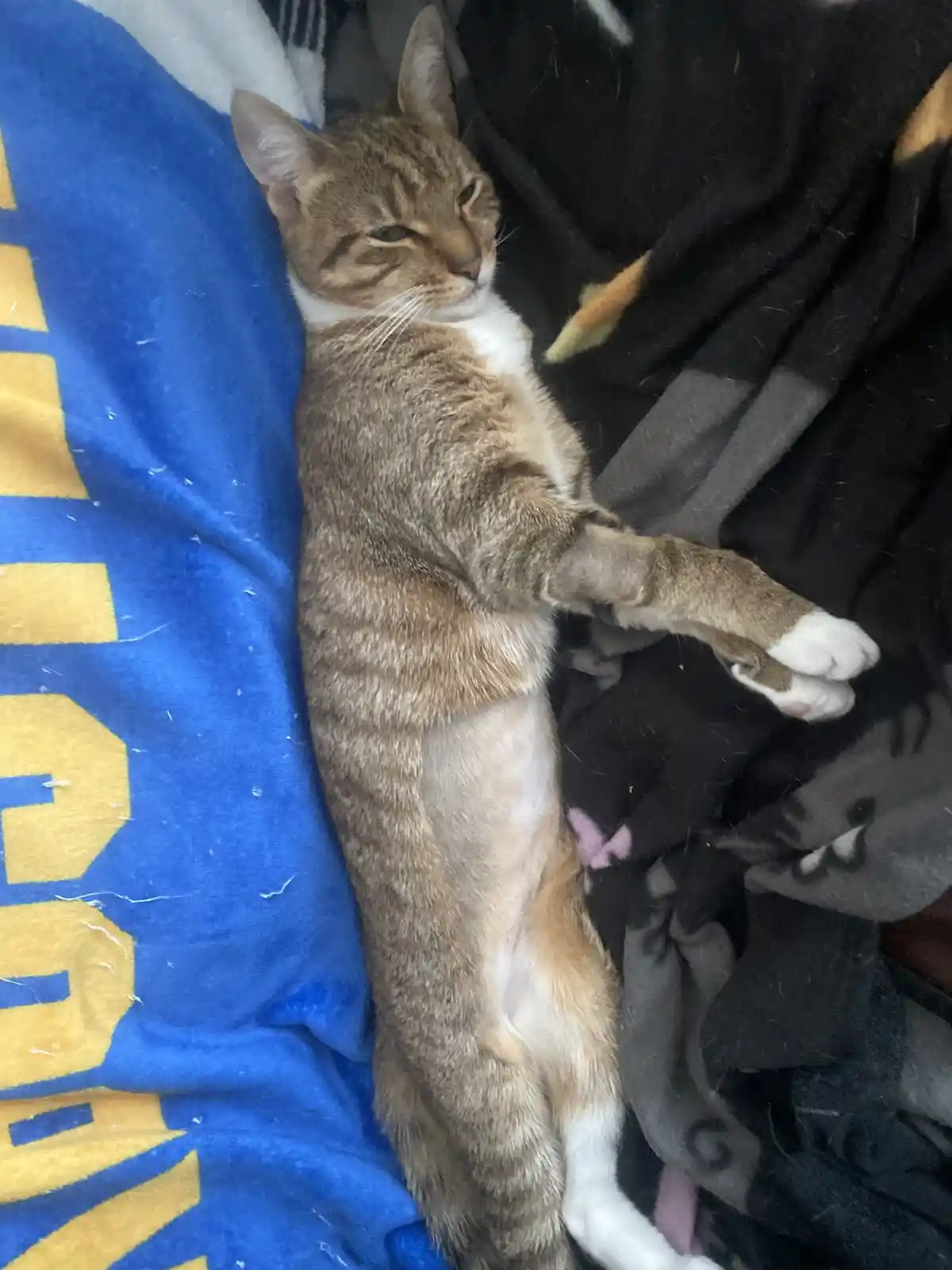 A tabby cat with white paws and chest lies on its side on a blue blanket with yellow lettering, one front paw extended…