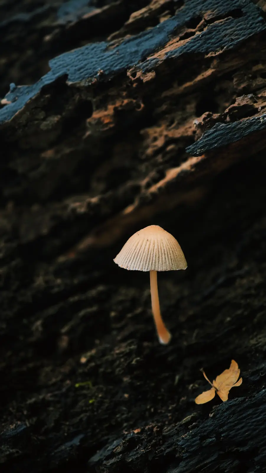 Capturing the beauty of mushrooms through photography