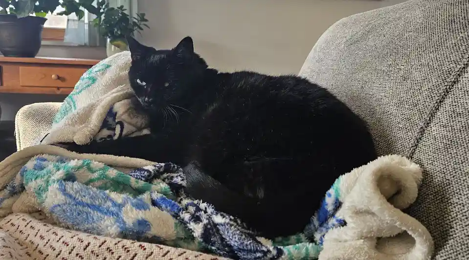 A black cat with glowing eyes is curled up on a couch, partially covered by a fluffy blue, green, and white patterned…