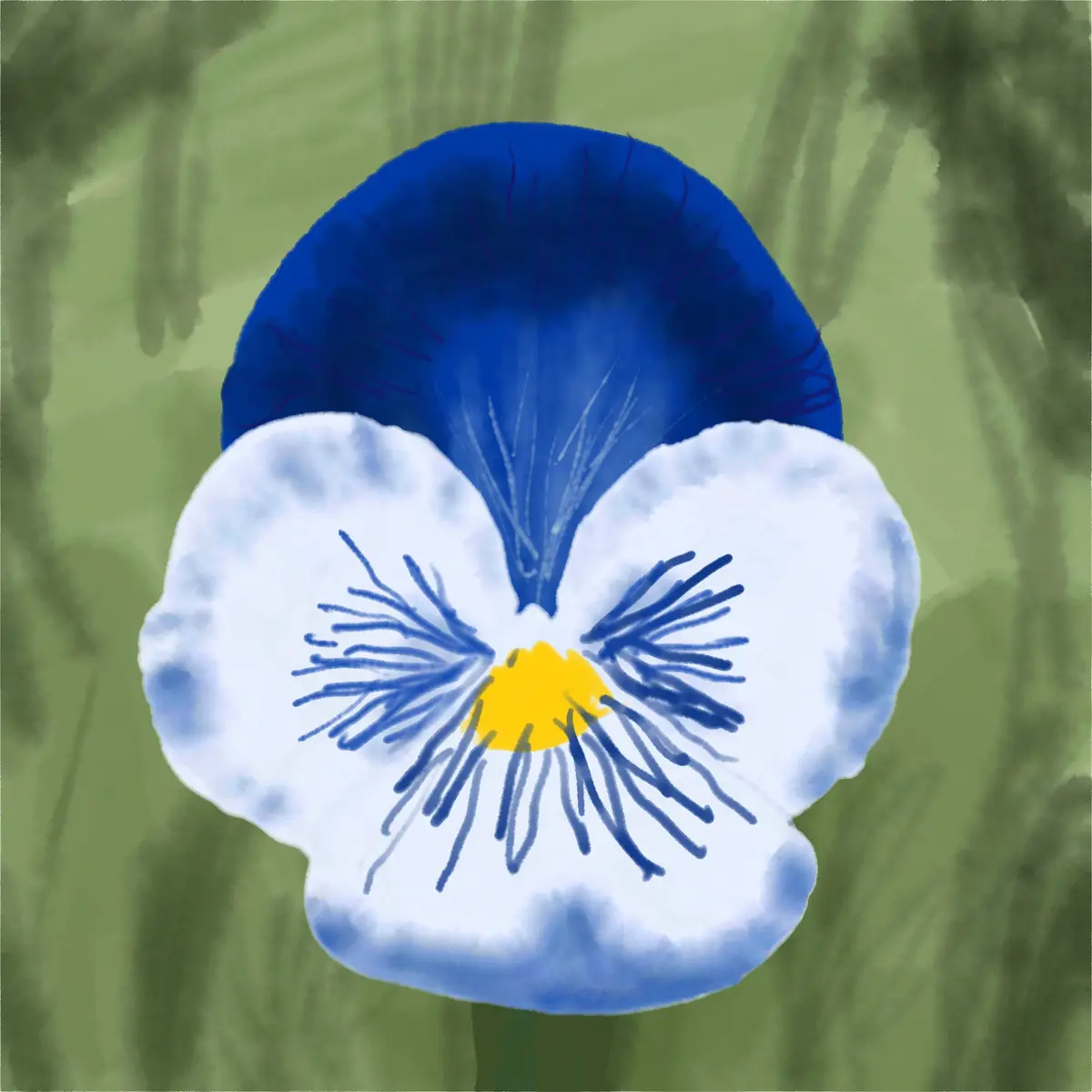A beautiful pansy flower in bloom