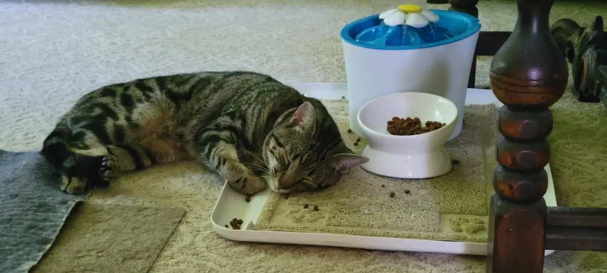 A tabby cat is curled up and sleeping soundly on a white tray next to a white food bowl and a blue and white pet water…