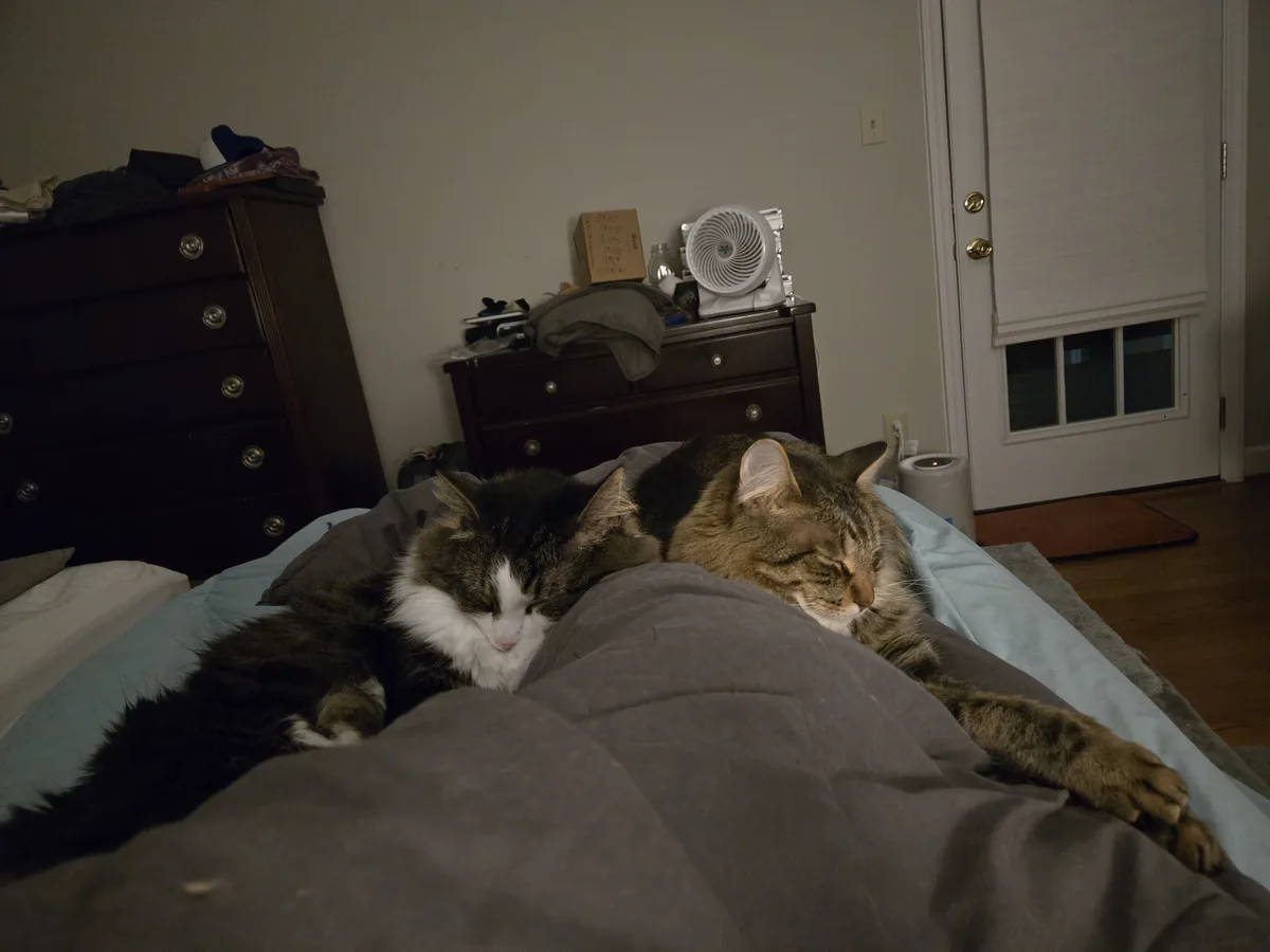 Two fluffy cats are sleeping peacefully on a person's lap while they lie on a bed with gray and blue bedding. The room is…