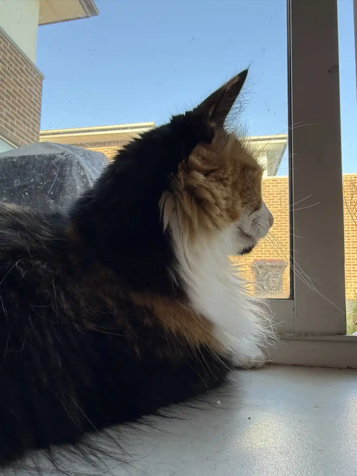 A fluffy calico cat with black, orange, and white fur is seen in profile, sitting calmly on a windowsill and gazing outside…