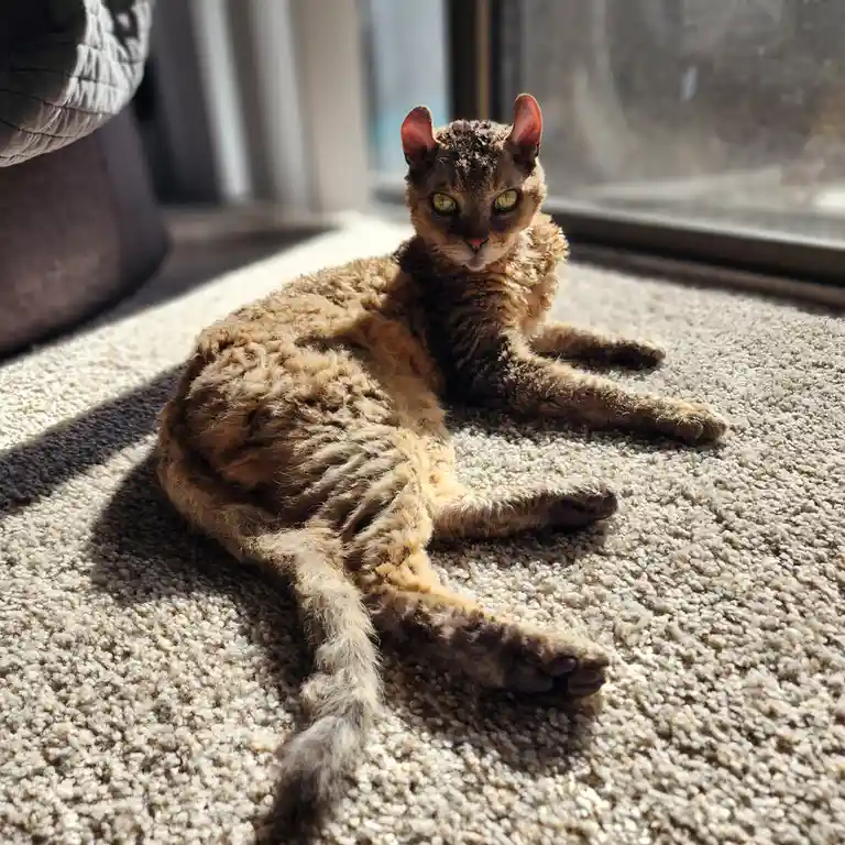 A curly-haired cat with striking green eyes lounges in a sunbeam on a beige carpet, looking directly at the camera with a…