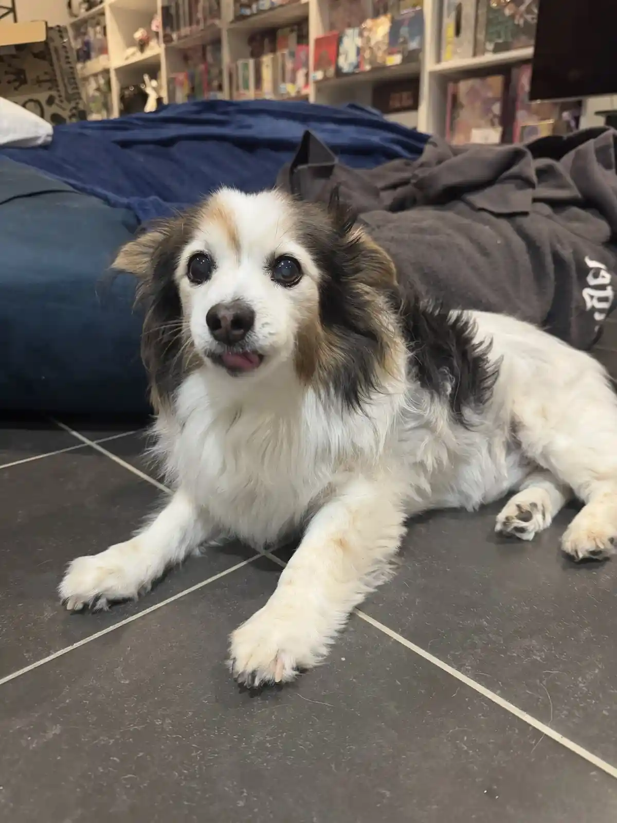 A small, fluffy dog with white, black, and tan fur lies on a dark tiled floor, looking directly at the camera with its…