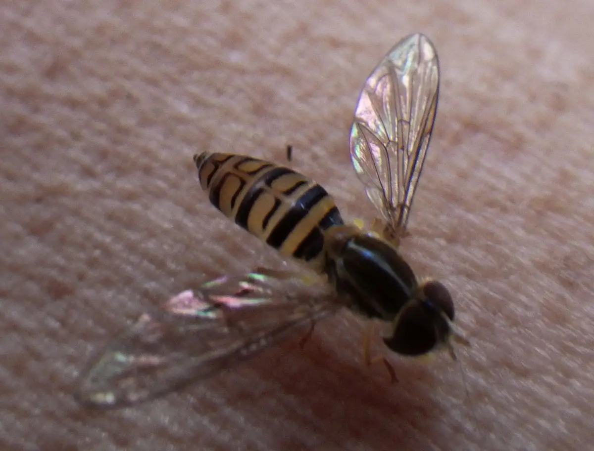 A close-up photo shows a small fly with yellow and black striped abdomen and transparent wings resting on human skin. The…