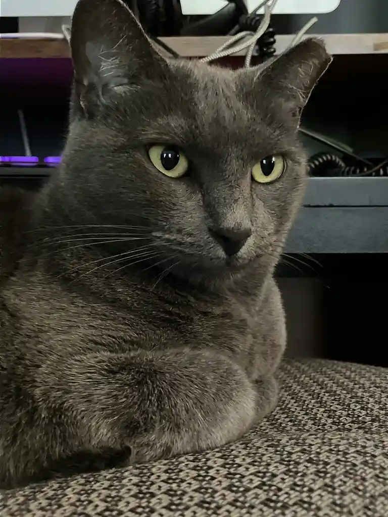A close-up photo of a gray cat with striking yellow-green eyes staring intently at the camera, sitting on a textured fabric…