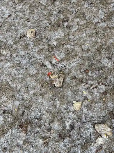 A close-up photo shows scattered, partially melted snow on dry grass, with several pieces of what appears to be discarded…