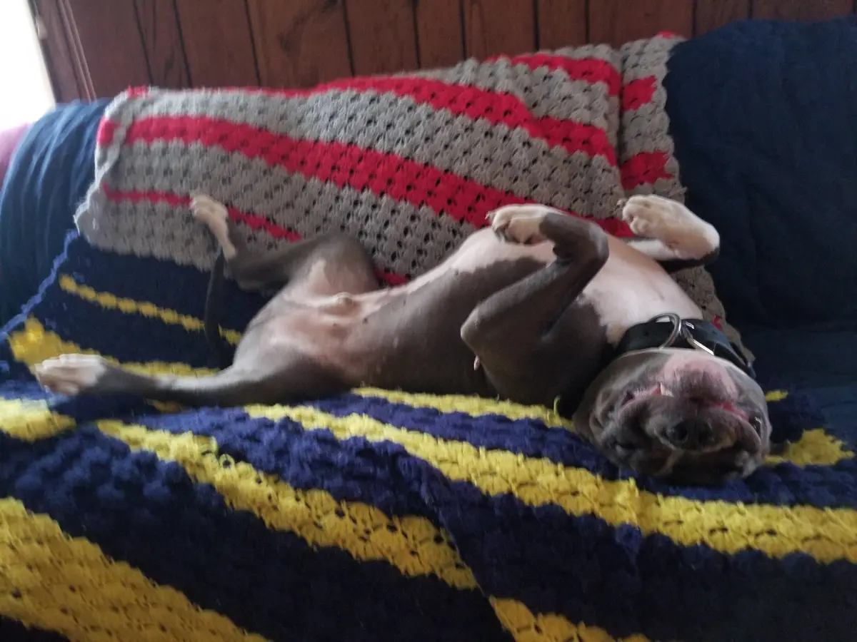 A grey and white pit bull dog lies on its back on a blue and yellow striped crocheted blanket, wearing sunglasses and…
