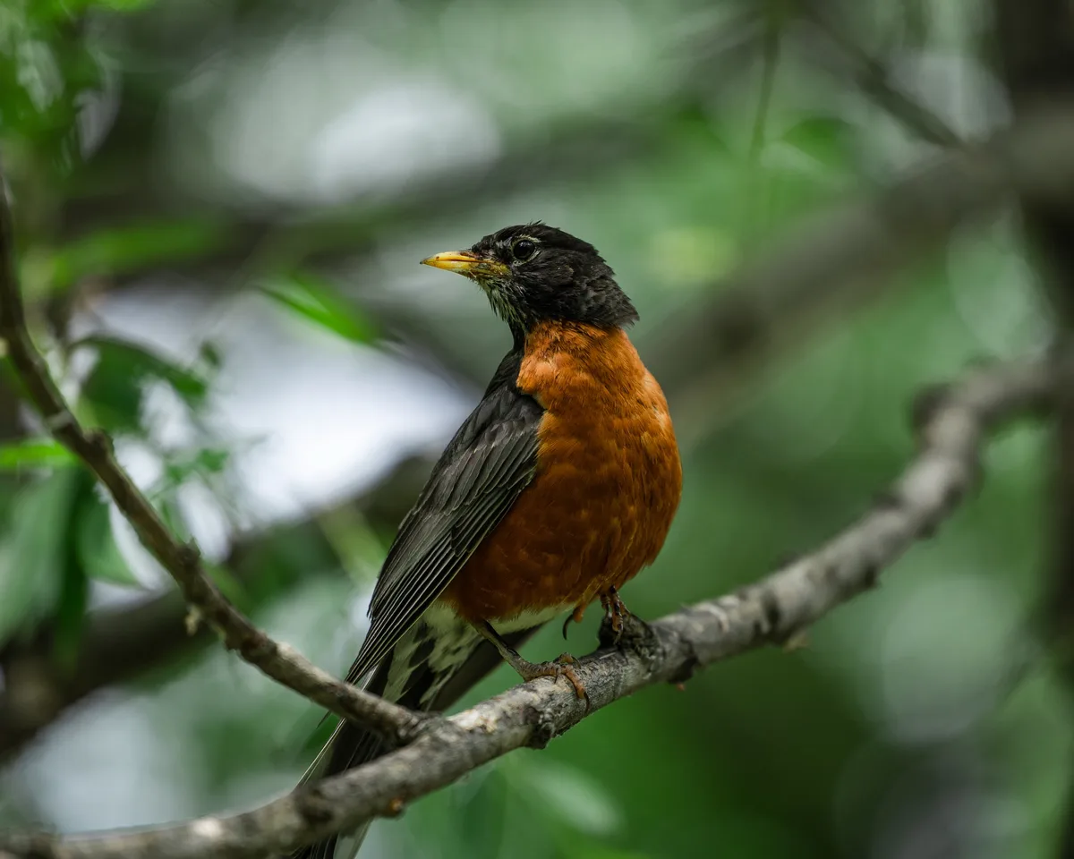 A close-up photograph of an American robin perched on a tree branch, showing its orange breast, black head, and yellow beak…