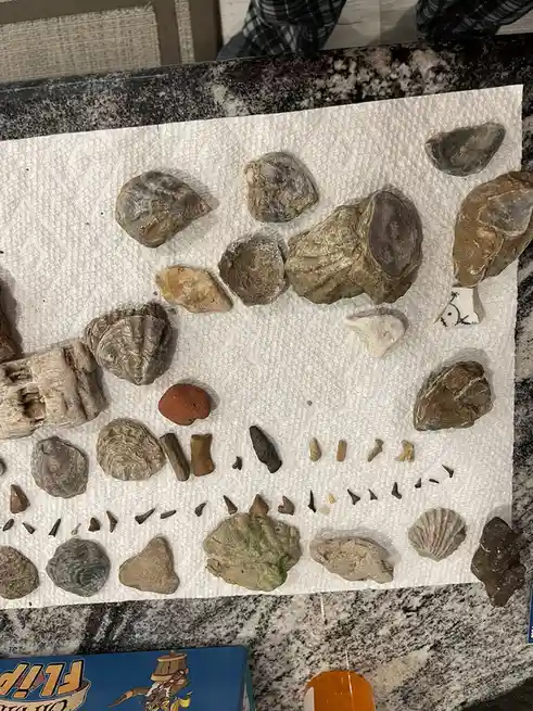 A collection of various rocks, shells, and small artifacts including oyster shells, bone fragments, and arrowheads are…