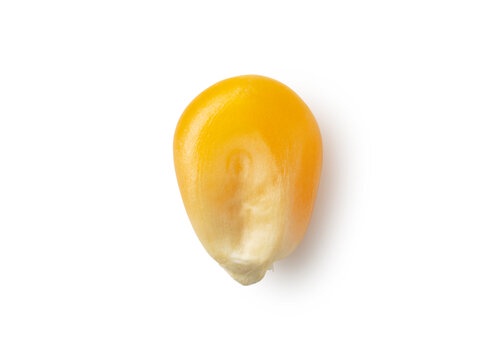 A single yellow corn kernel photographed against a plain white background, with the overlaid text 'i'm not a corn kernel…