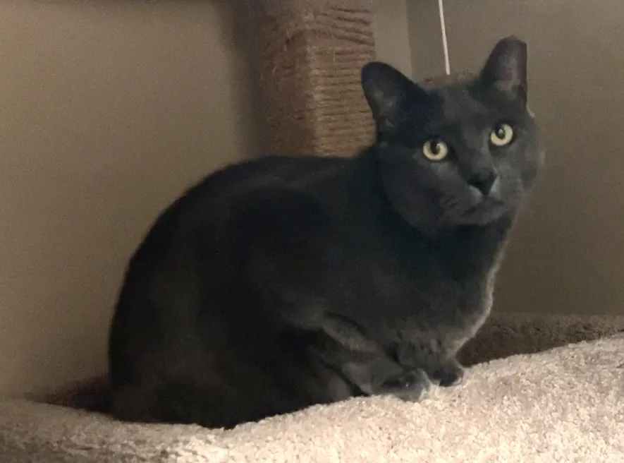A dark gray cat sits calmly on a carpeted cat tree platform, looking directly at the camera with wide, alert yellow eyes…