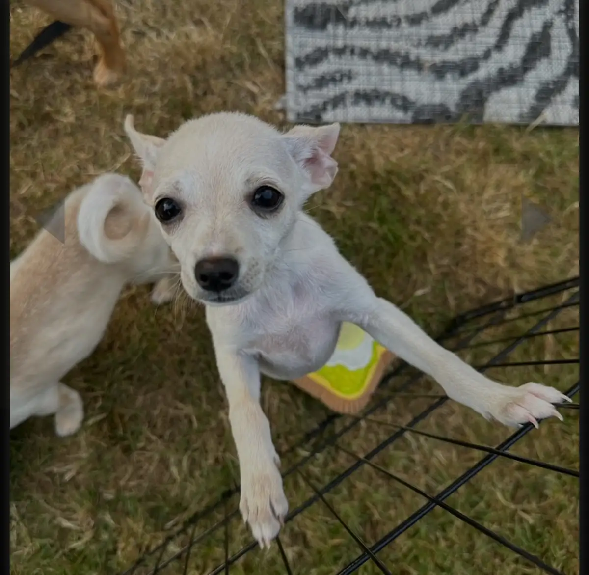 Adorable Little Pup Stealing Hearts!