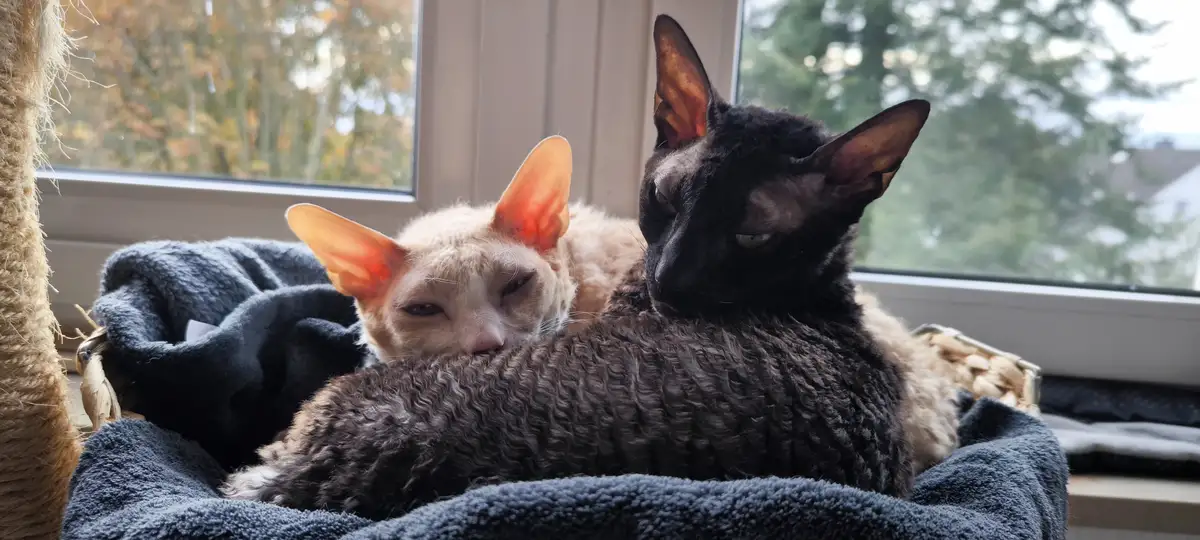 Two hairless cats, one light-colored and one dark, are curled up together on a blue blanket inside a woven basket near a…