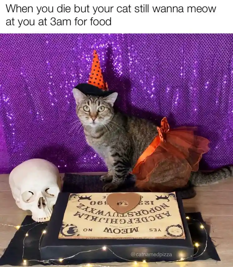 A tabby cat wearing a witch's hat and orange tutu sits beside a Ouija board with the word 'MEOW' instead of 'YES' or 'NO'. A…