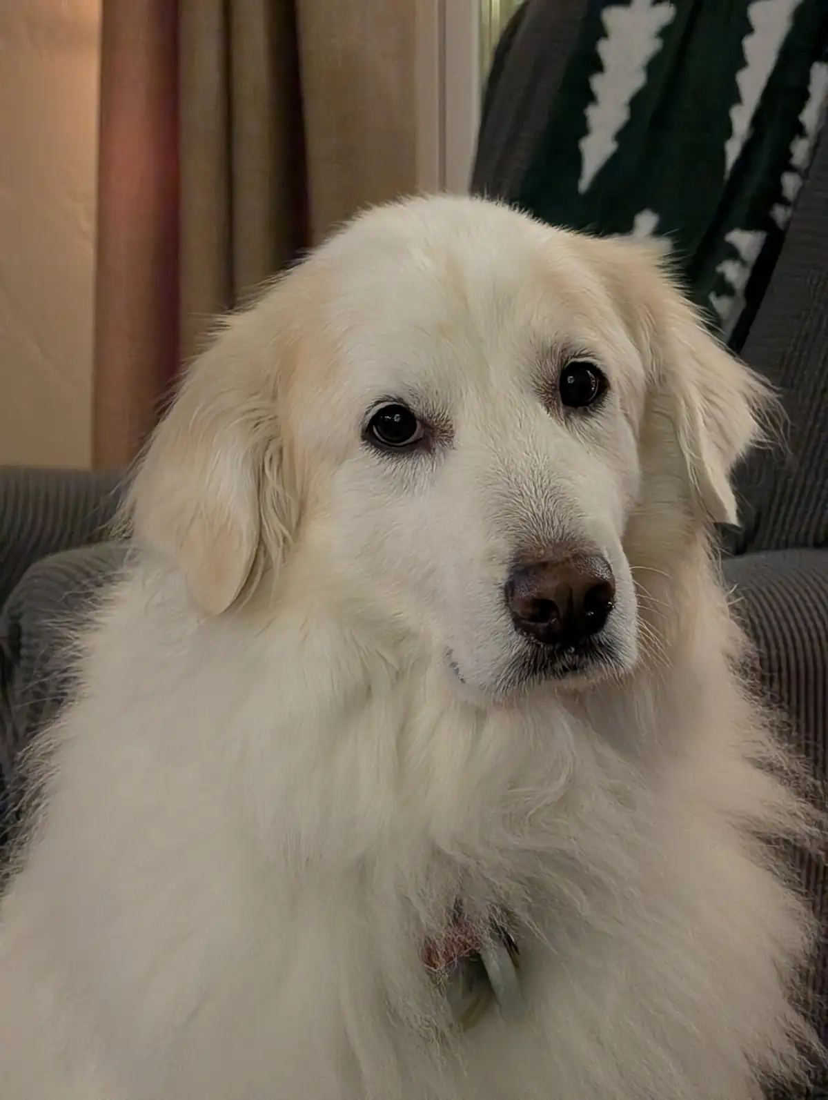 A close-up photo of a fluffy, light-colored dog with dark eyes and a brown nose, sitting calmly on a gray corduroy couch…
