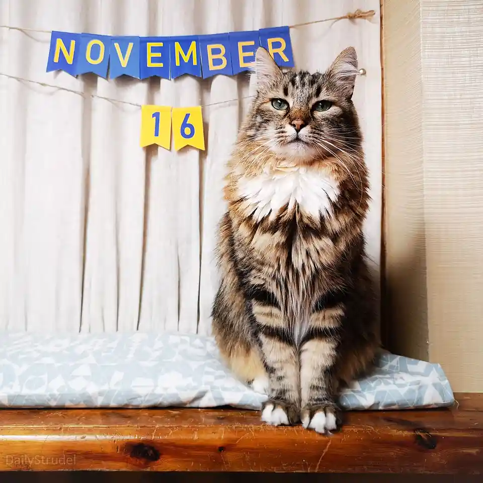 A fluffy tabby cat with green eyes sits regally on a patterned cushion atop a wooden surface, looking directly at the camera…