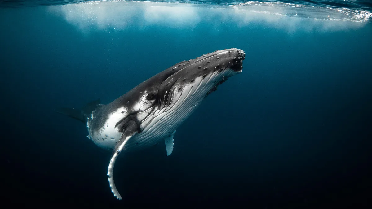 Meet a friendly humpback whale, commonly spotted near Tonga, but found globally in oceans excluding the Arctic. Migratory…