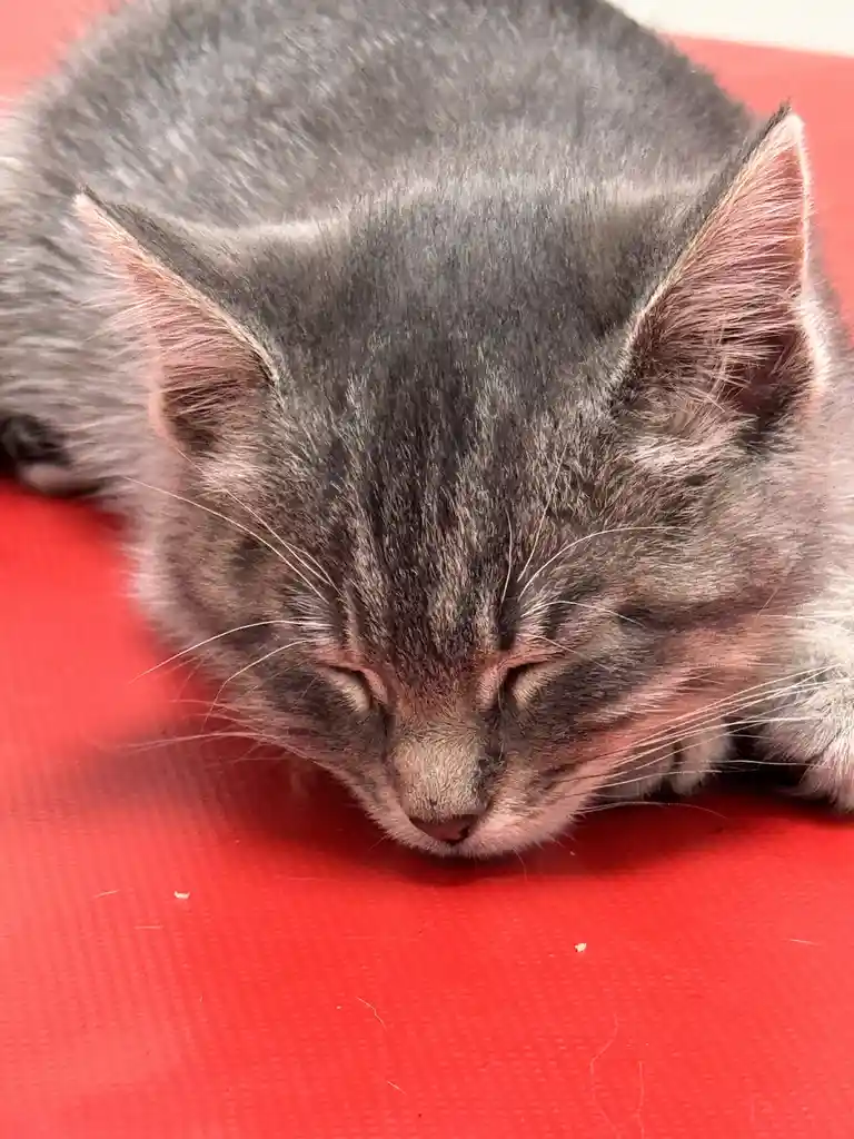 A close-up photo shows a small gray tabby kitten with its eyes closed, appearing to be sleeping or resting peacefully on a…