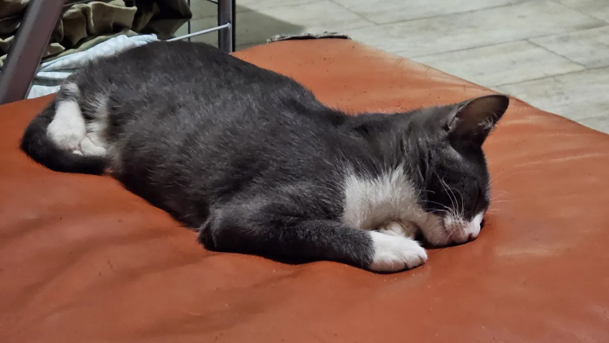 A black and white cat is curled up and sleeping soundly on a reddish-brown cushioned surface, with its eyes closed and paws…