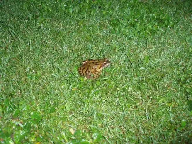 A brown-spotted frog sits in a patch of green grass at night, looking directly at the camera. The image has text overlaid…