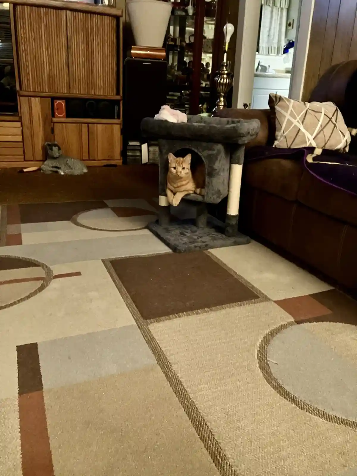 An orange tabby cat is lounging inside a grey cat tree, looking directly at the camera with a relaxed expression. The cat…