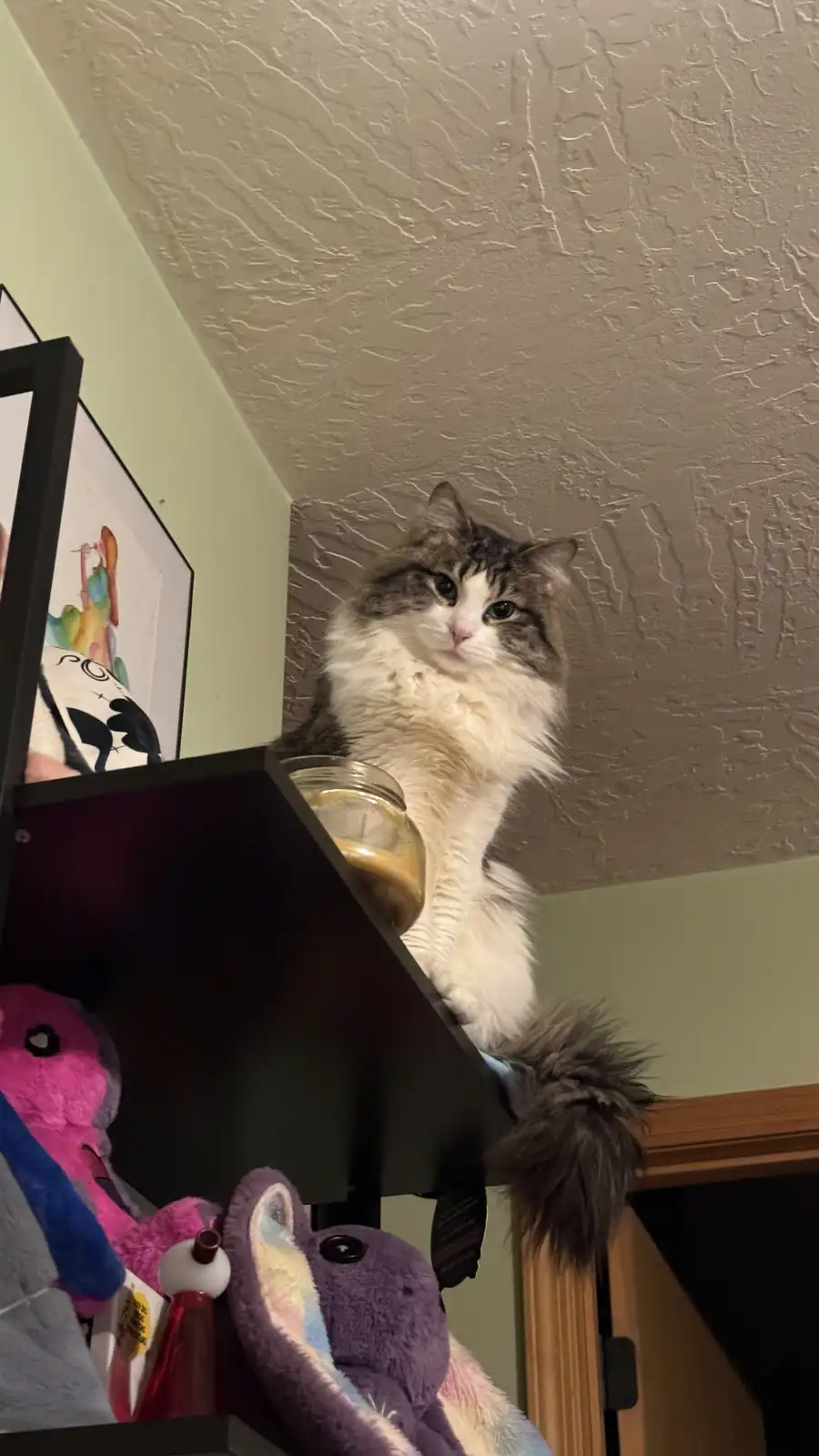 A fluffy, long-haired cat with a white chest and grey tabby markings sits perched on the top shelf of a dark wooden…