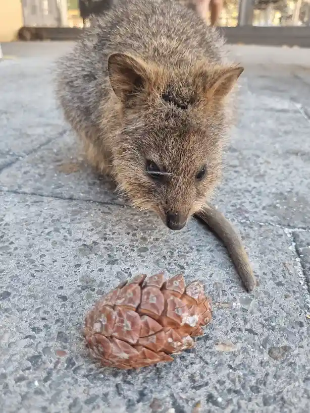 Breaking News: Quokkas Have Chosen Team Pinecone!