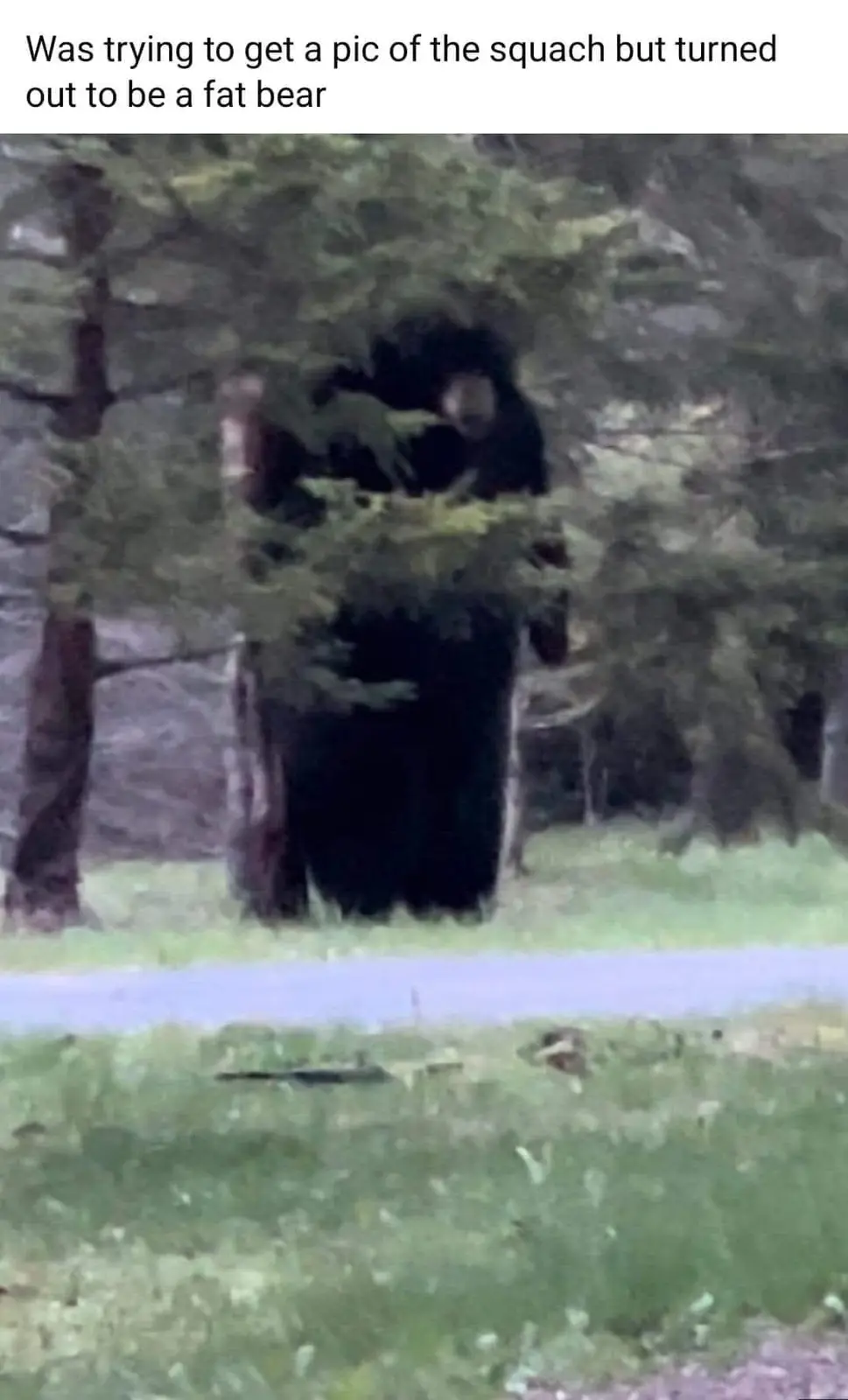 A blurry, low-resolution image shows a large, dark, upright figure partially obscured by trees and foliage in a forested…