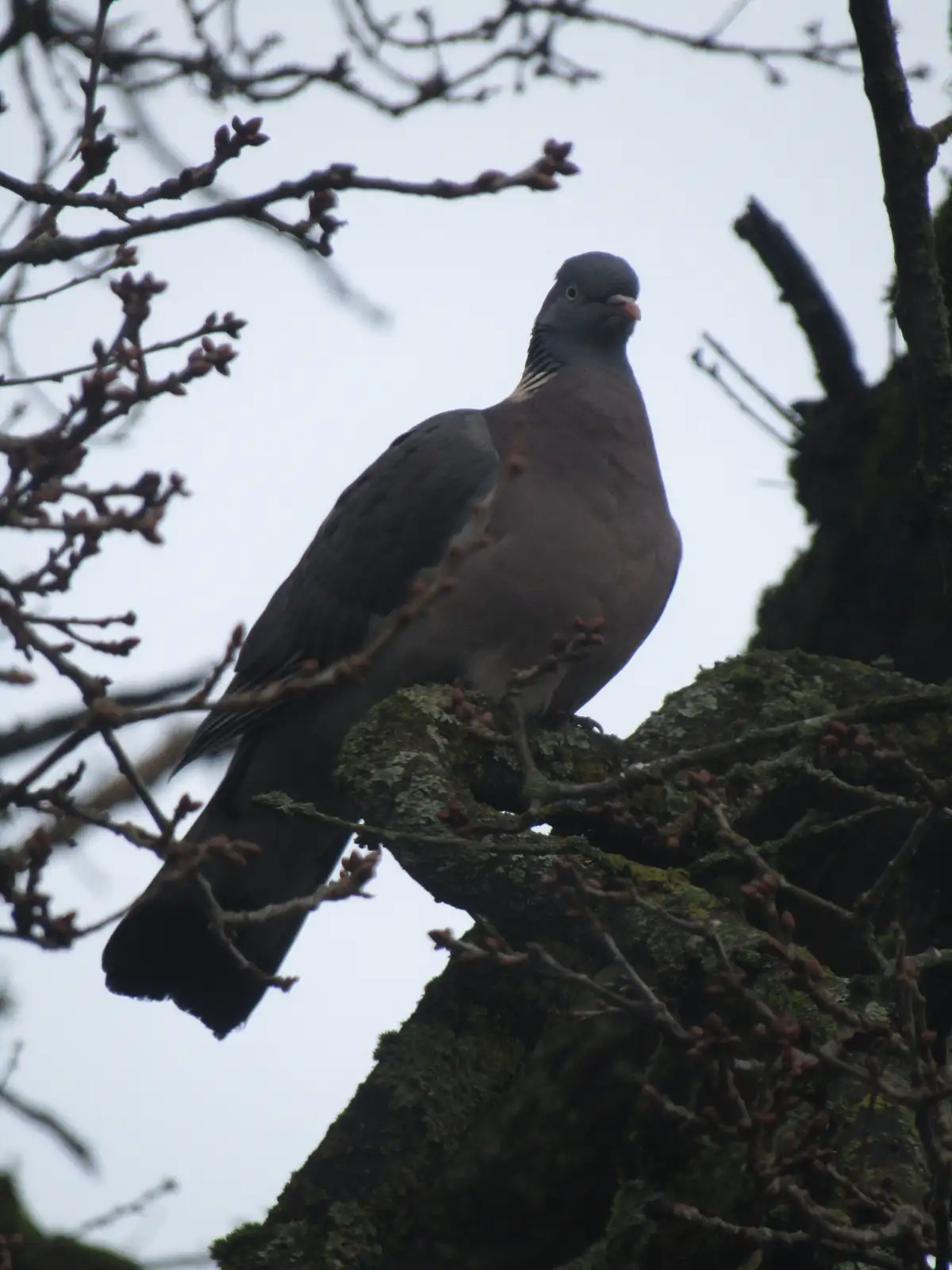 A stocky, grayish-brown pigeon perches on a mossy tree branch with budding twigs against a pale sky. The bird faces forward…