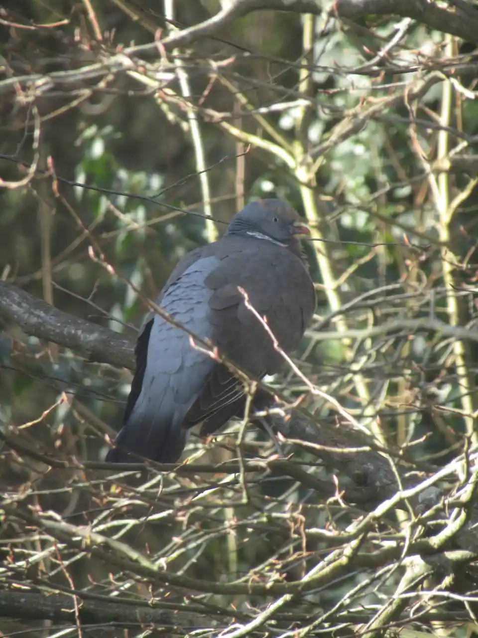 A gray pigeon perched among bare tree branches, looking over its shoulder with a slightly annoyed expression. The overlaid…