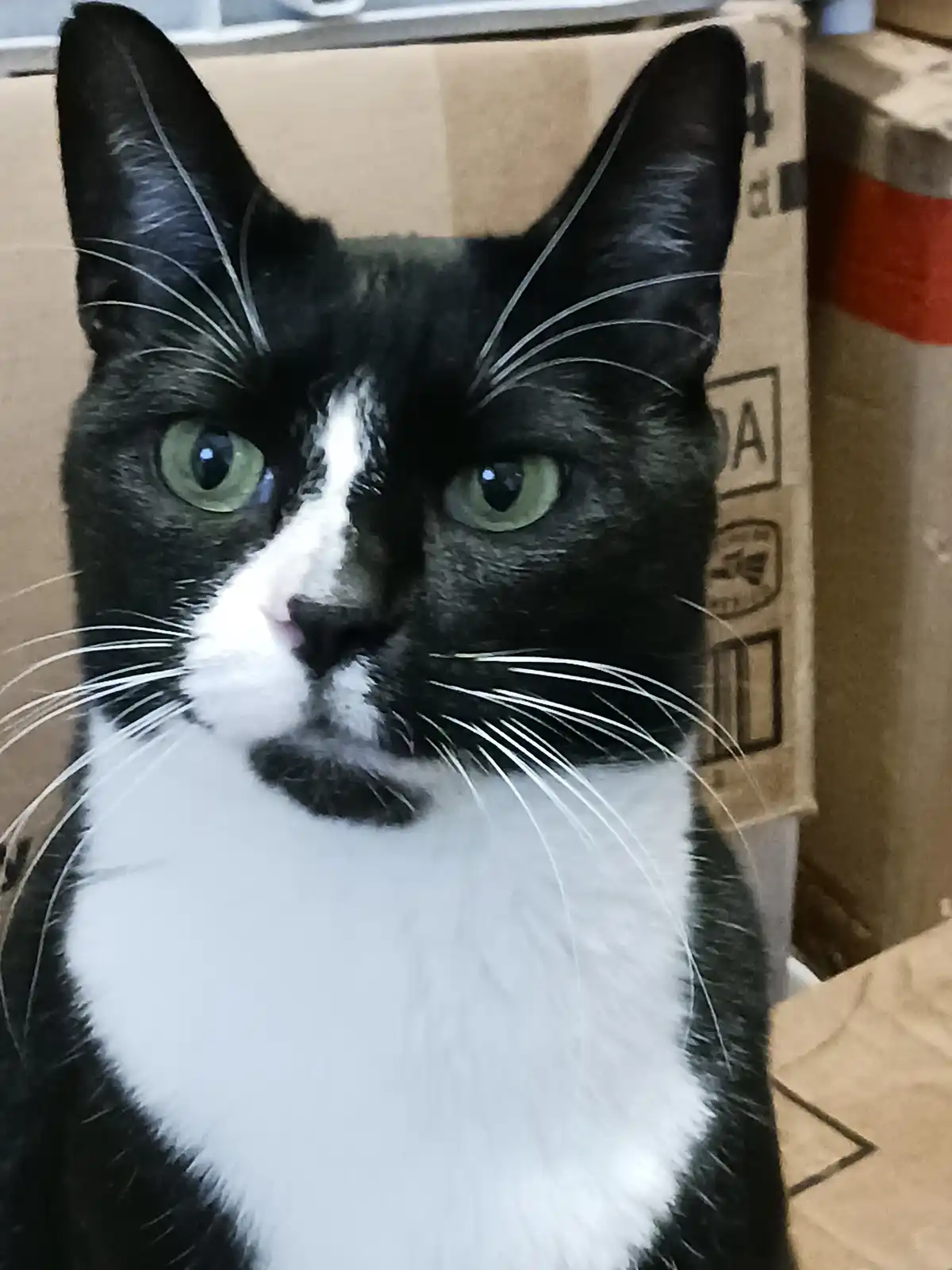 A close-up photo of a black-and-white cat with green eyes and a white chest, looking directly at the camera with a serious…