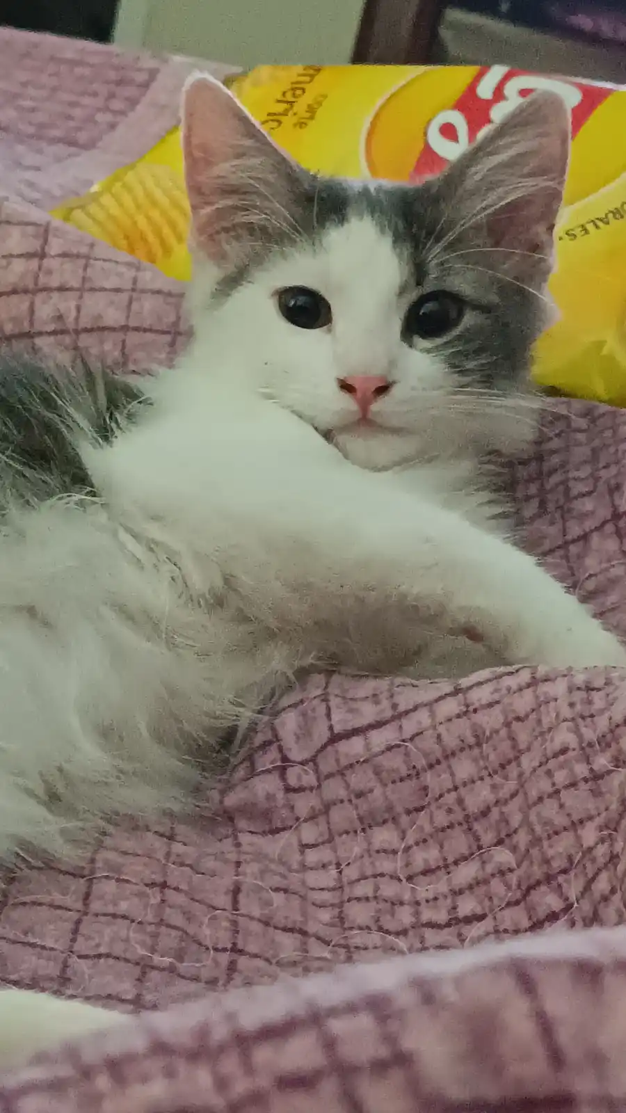 A fluffy white and gray cat with large dark eyes and a pink nose is lying on a pink and purple checkered blanket, looking…