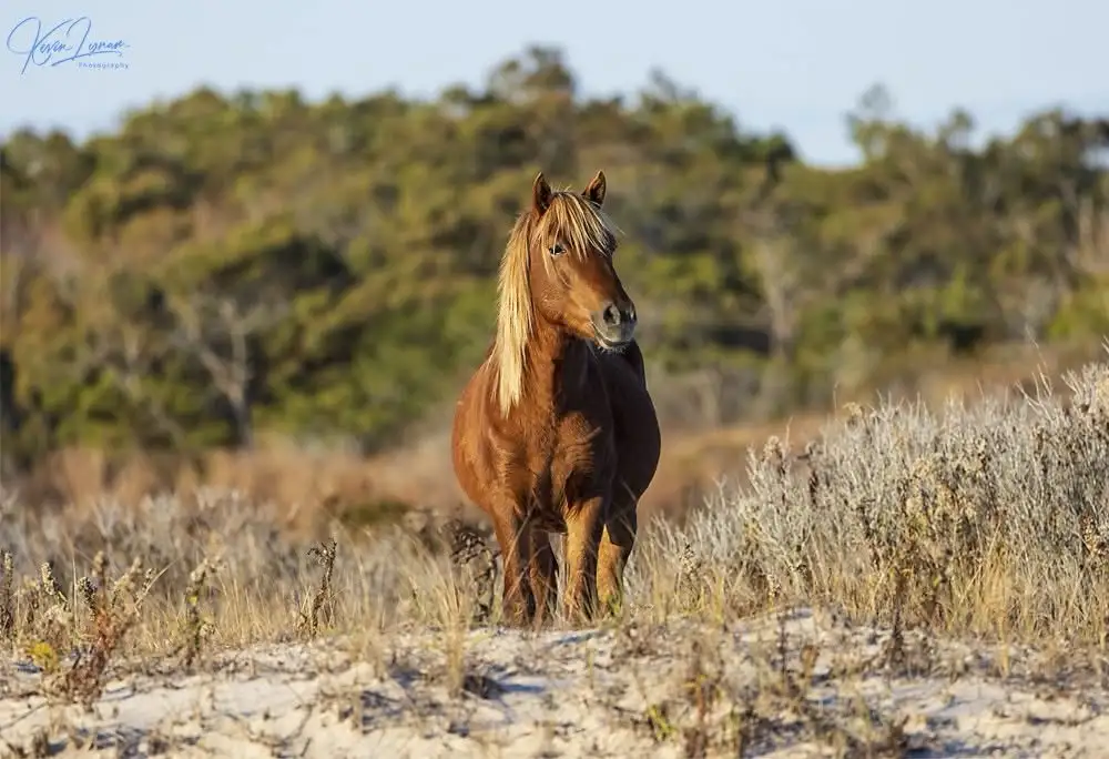 A brown horse with a blonde mane stands in a field of dry grass and sand dunes, looking directly at the camera with a calm…