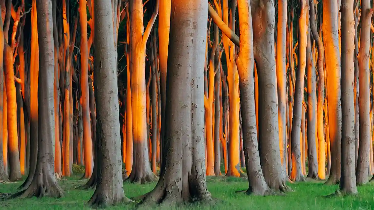 Beech trees can reach 100 feet tall, creating plenty of surface area for sunlight to warm their trunks. While their tall…