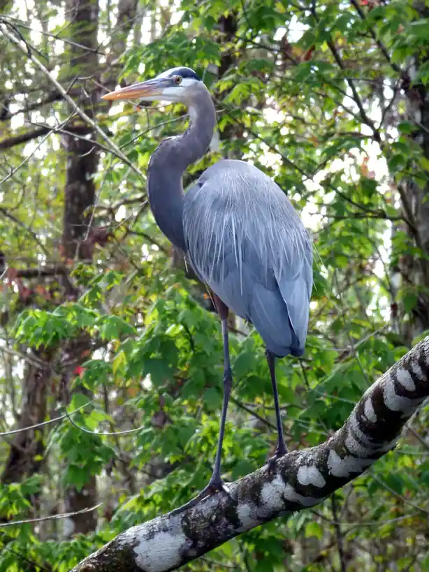 A large grey heron stands gracefully on a thick, patterned tree branch surrounded by green foliage. The bird has a long…